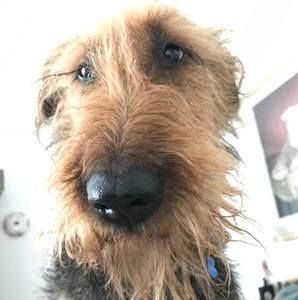 Meet your Posher, Henry